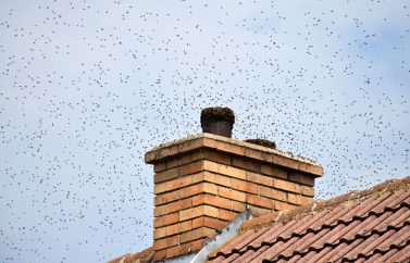 The Dangers Of Bees Nesting In Your Chimney